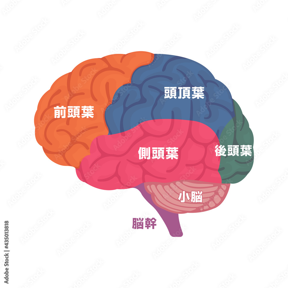 人の脳みその構造と部位名 横から ベクターイラスト Stock Vektorgrafik Adobe Stock