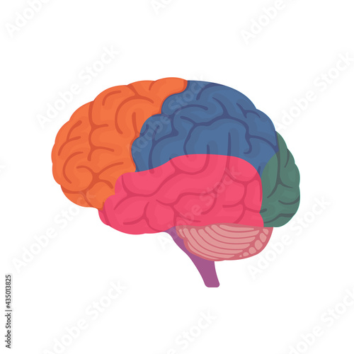Vector illustration of human brain anatomy structure ( no text )