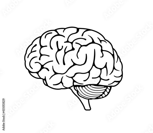 Vector illustration of human brain