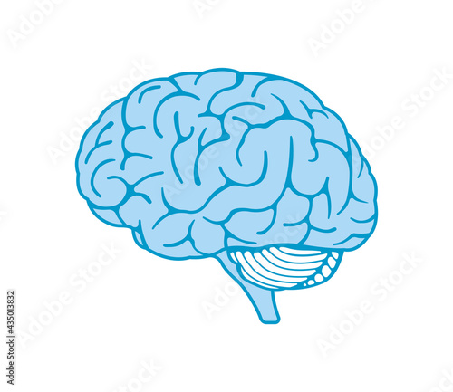 Vector illustration of human brain