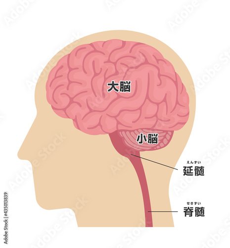人の脳みその構造と部位名 (横から) ベクターイラスト