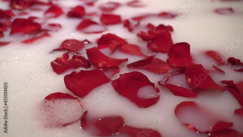 Close up of red rose petals in white foam bath. Valentine day celebration idea.