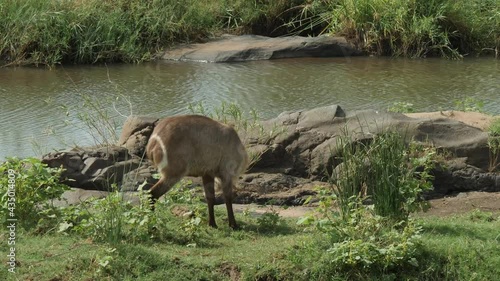 Waterbuck on Riverbed in Nature Landscape in South Africa