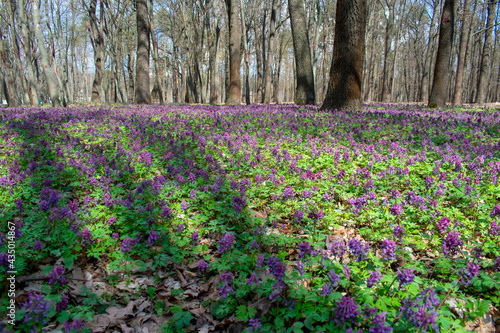 Bright spring bloom