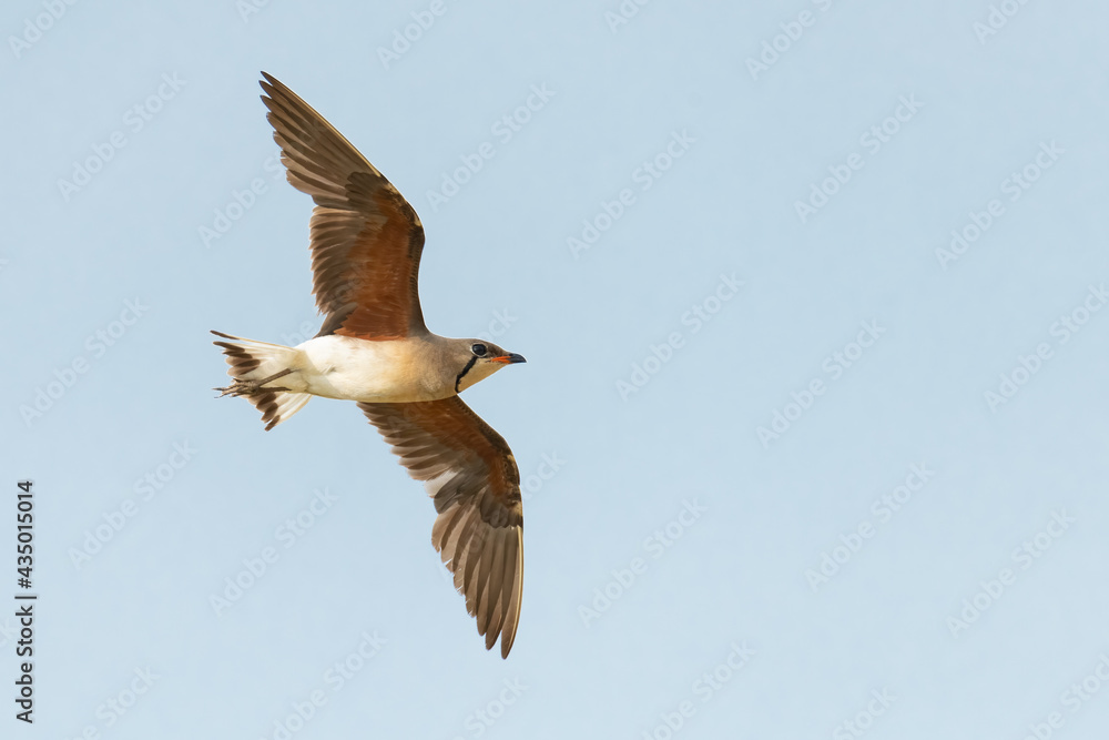 Oriental Pratincole in flight isolated on blue background Oriental Pratincole in flight isolated on blue background