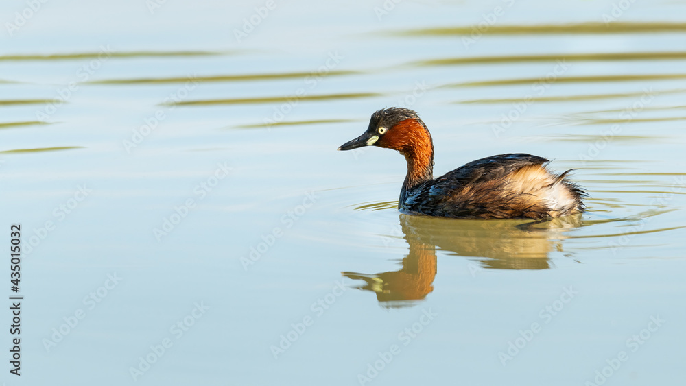 Little Grebe swimming in a pond looking into a distance Little Grebe swimming in a pond looking into a distance