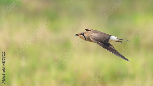 Oriental Pratincole in flight isolated on blur green field background © phichak