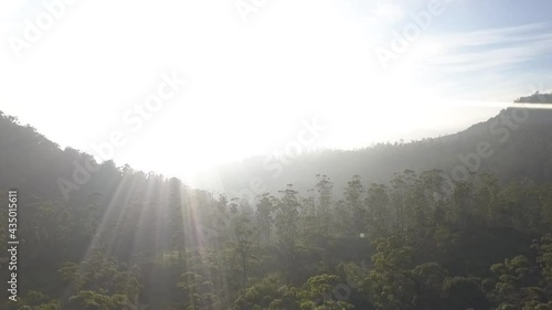 Panocamic View Above Thick Forest With Trees On the morning