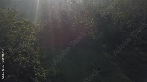 Panocamic View Above Thick Forest With Trees On the morning