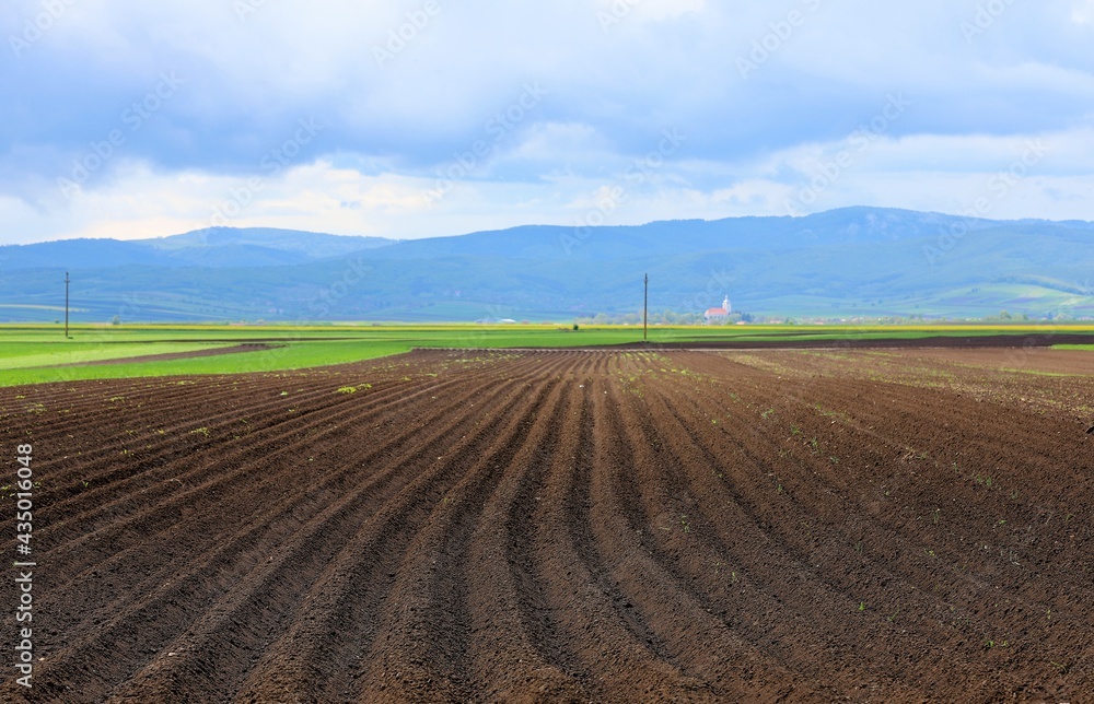 many rows on cultivated land with selective focus