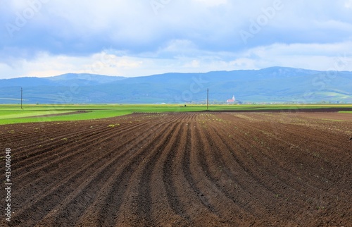 many rows on cultivated land with selective focus © sebi_2569