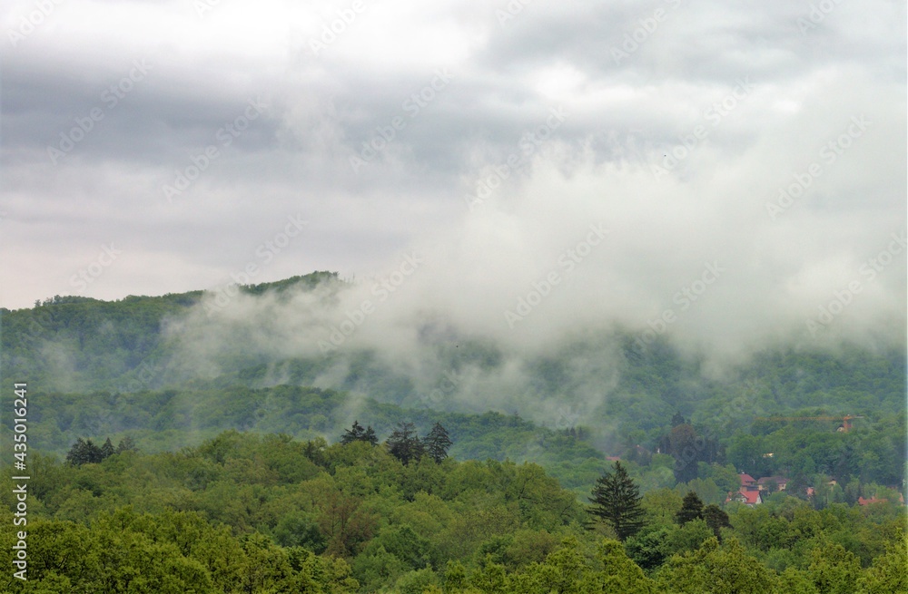 landscape with fog over the forest after rain