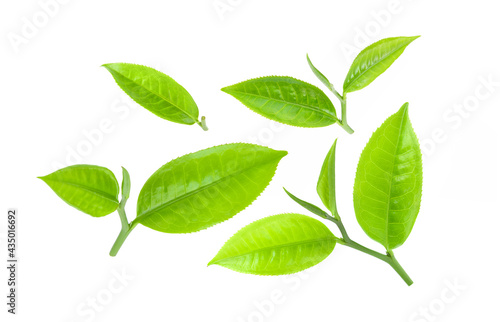 green tea leaf isolated on white © sommai
