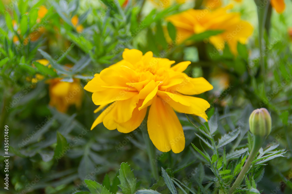 Bright yellow marigolds from the backyard Bright yellow marigolds from the backyard
