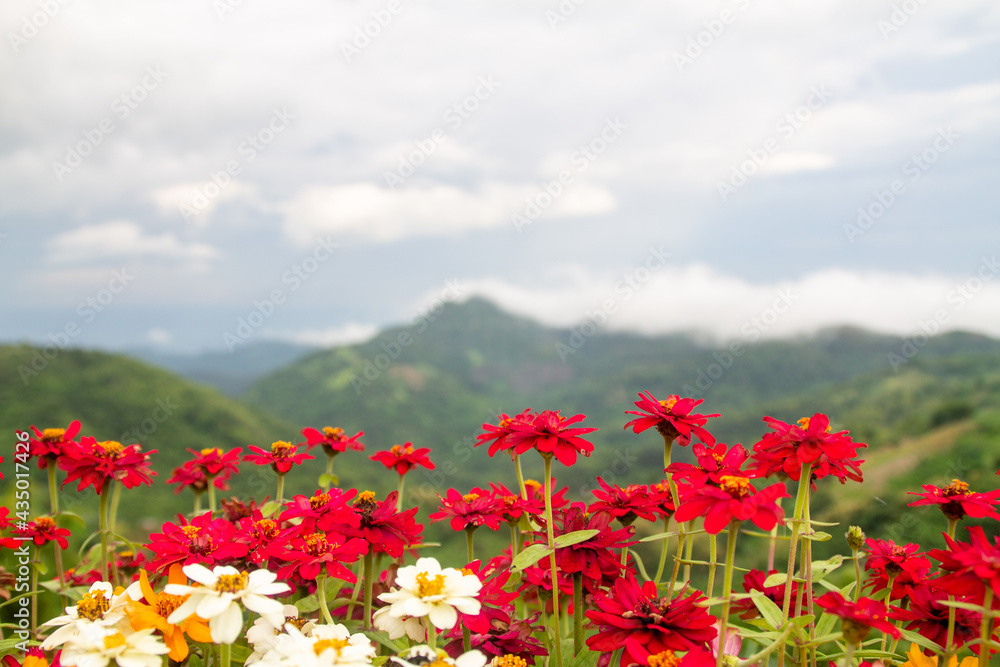Flowers of various colors have mountains as a background.