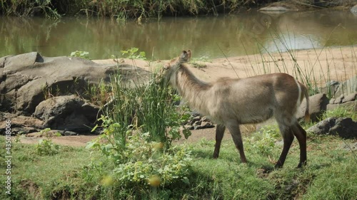 Waterbuck on the riverbank in the natural environment, South Africa