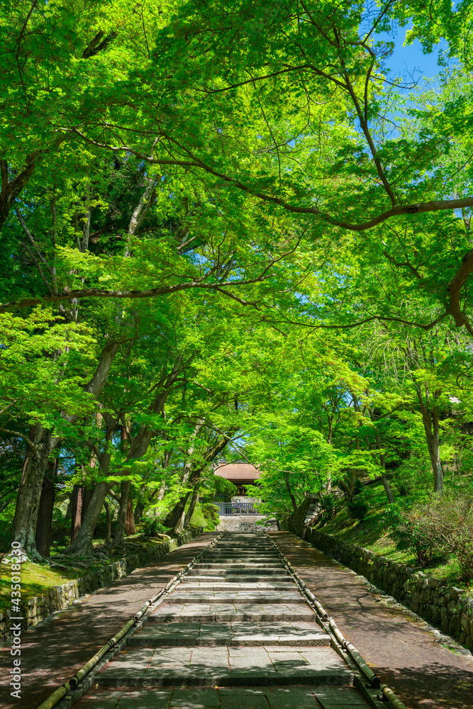 京都　毘沙門堂門跡の新緑