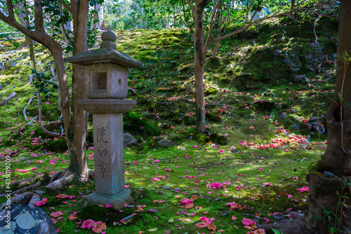 京都　霊鑑寺の椿