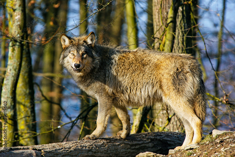 Fototapeta premium Wolf