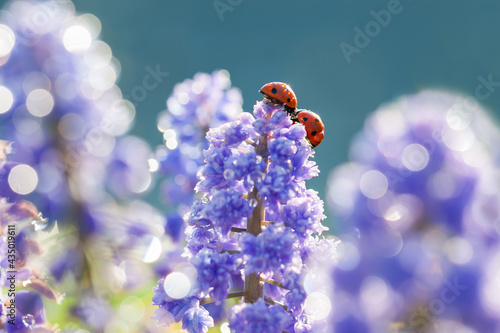 insect ladybug is sitting through spring flowers in meadow
