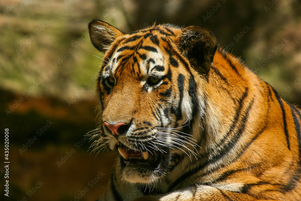 Obraz premium Sumatratiger - Tiger
