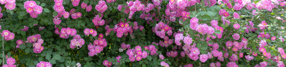 climbing rose image. rambling rose image. the Land of the rose.	