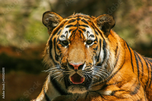 Sumatratiger - Tiger