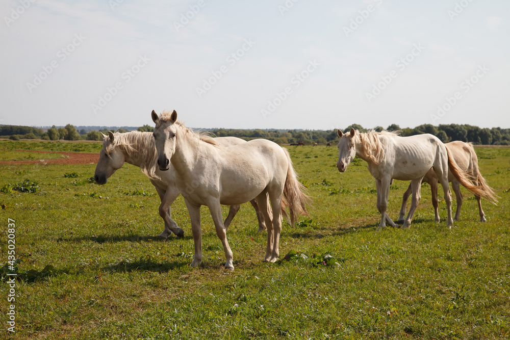 Horses grazing in the pasture at a horse farm