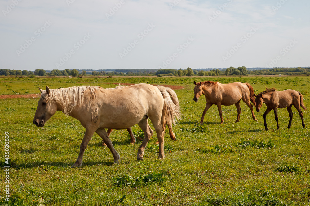 Horses grazing in the pasture at a horse farm Horses grazing in the pasture at a horse farm