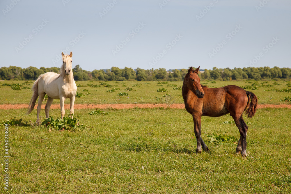 Obraz premium mother horse with foal grazing in the pasture at a horse farm