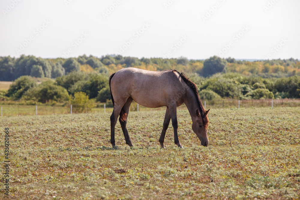 young horse or colt grazing at a horse farm young horse or colt grazing at a horse farm