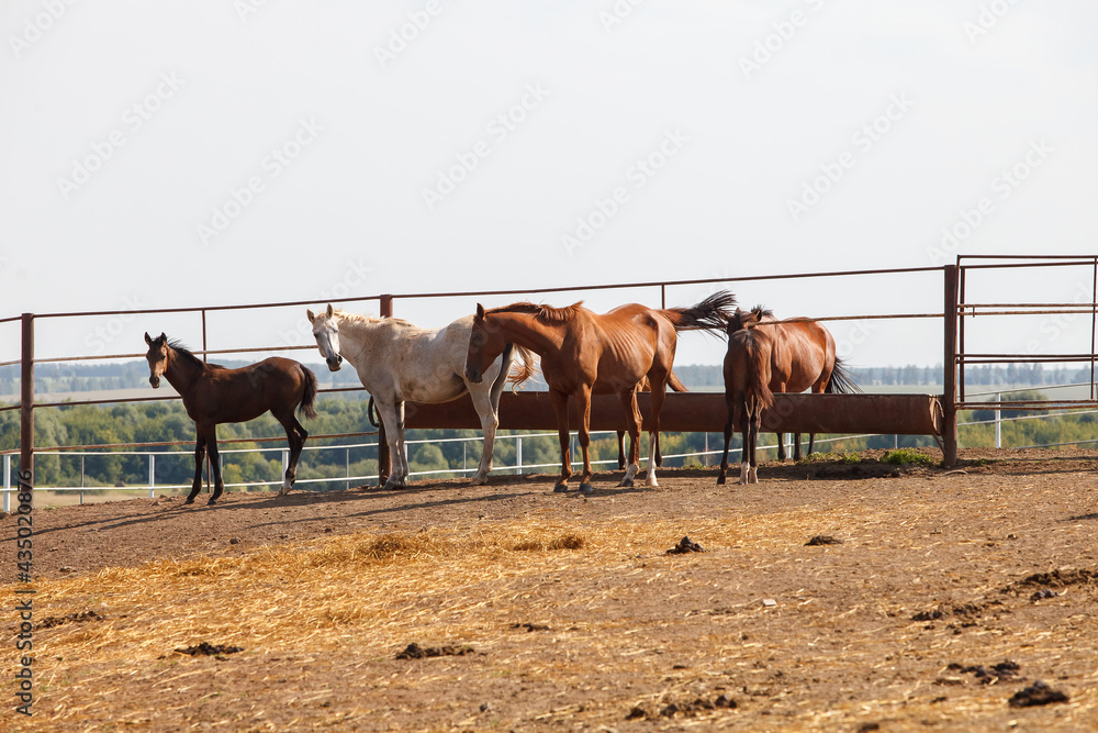Horses grazing in the pasture at a horse farm Horses grazing in the pasture at a horse farm