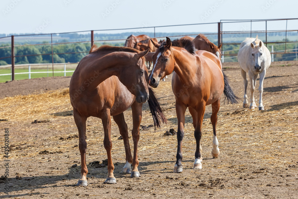Horses grazing in the pasture at a horse farm Horses grazing in the pasture at a horse farm