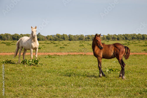 mother horse with foal grazing in the pasture at a horse farm © ksubogdanova