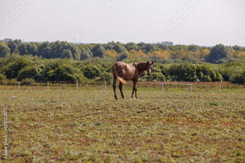 young horse or colt grazing at a horse farm