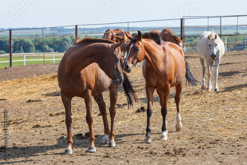 Horses grazing in the pasture at a horse farm