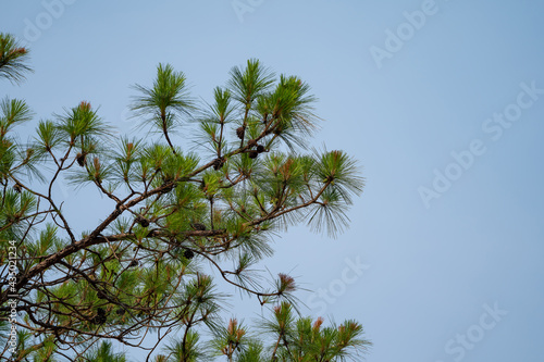 Pine cones on the tree, shoot from bottom view with sky background.