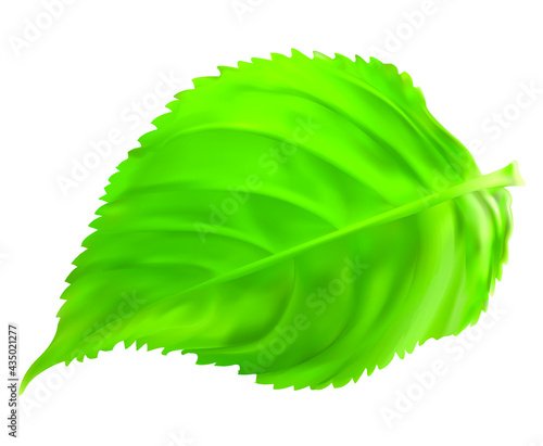 leaf on white background vector realistic