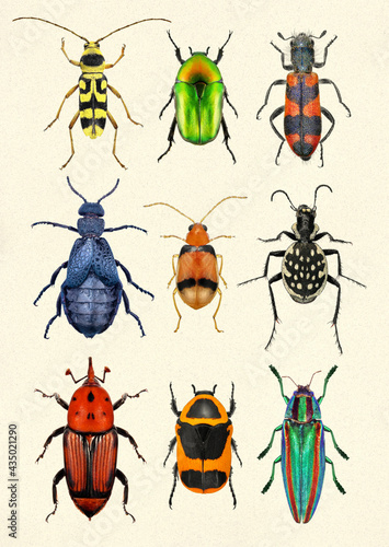 Beetles on paper. Flower longhorn beetle, flower chafer, red palm weevil, blister, carnivorous beetle and jewel beetle (metallic wood-boring beetle)  © Alexey Protasov