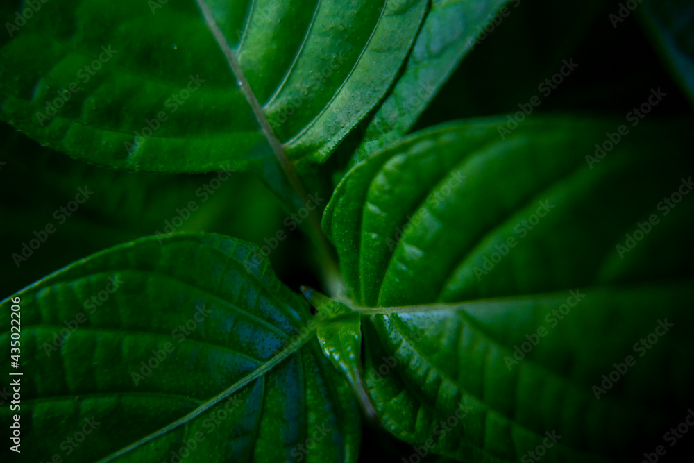 green leaf background green leaf background