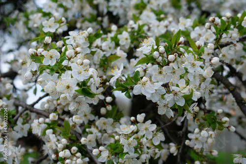 Large flowers of blooming cherry plum