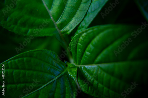 green leaf background