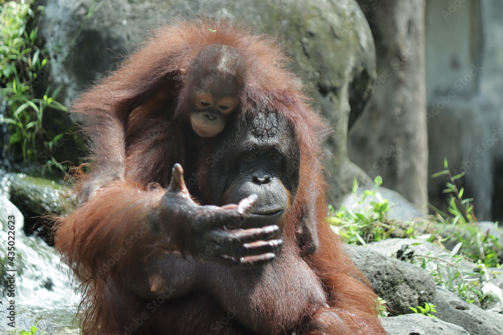 Fototapeta premium Orangutan holding her cub at Gembira Loka Zoo, Yogyakarta 