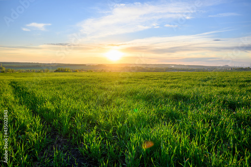 Obraz na plátně The beautiful sunset on a meadow in rural in springtime