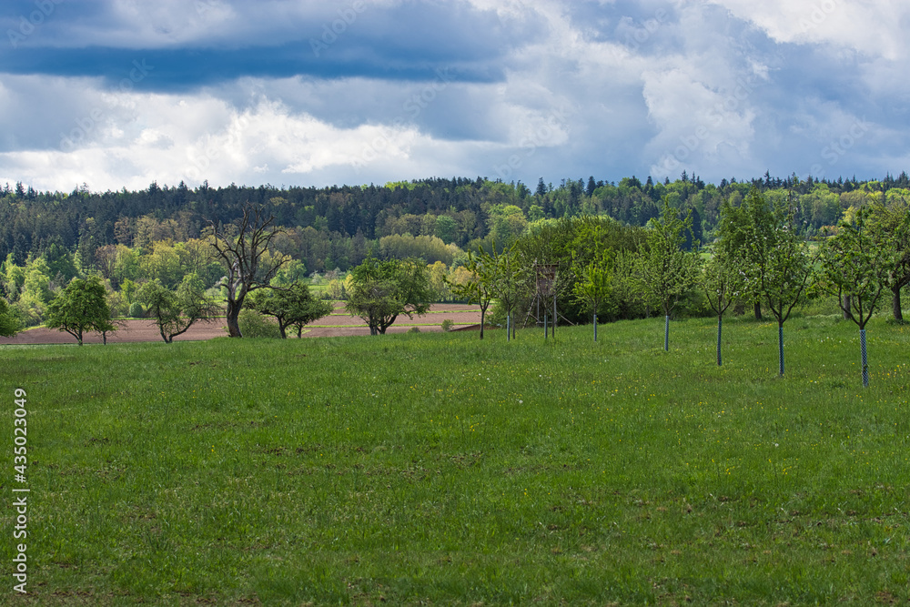 Blick über eine grüne Wiesenlandschaft mit einem Wald im Hintergrund und kontrastreichen Wolken am Himmel