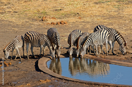 Plains zebras  Equus burchelli  drinking water at an artificial waterhole  Kruger National Park  South Africa.