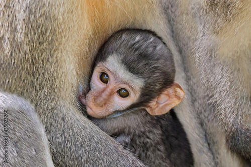 Photography Suckling baby vervet monkey (Cercopithecus aethiops), Kruger National Park, South Africa