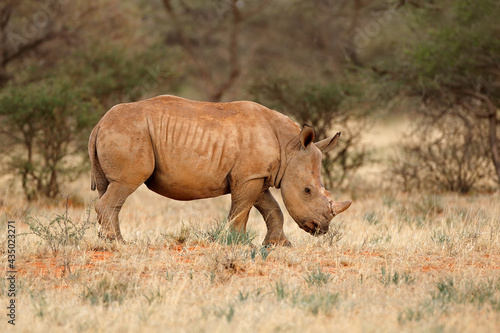 A young white rhinoceros (Ceratotherium simum) calf in natural habitat, South Africa.