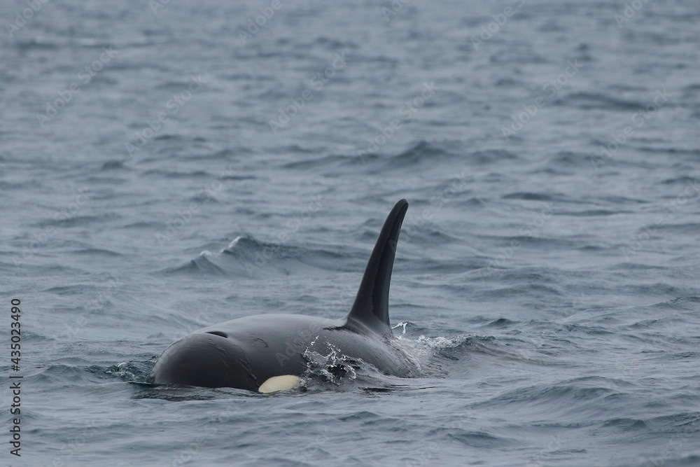 Fototapeta premium 【北海道】知床の海に回遊する野生のシャチ（北海道羅臼沖）