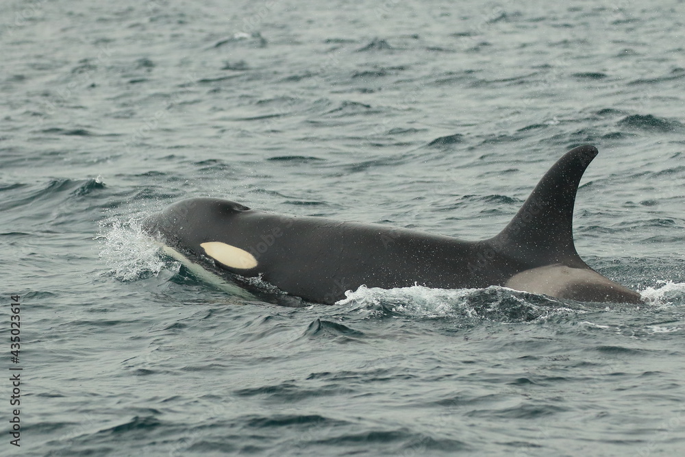 Fototapeta premium 【北海道】知床の海に回遊する野生のシャチ（北海道羅臼沖）
